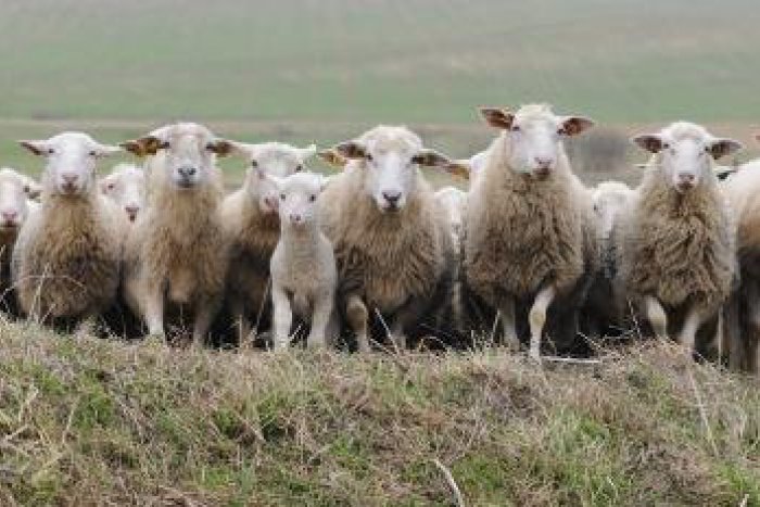 Ilustračný obrázok k článku Pastier oviec (27) ide za sexuálne vydieranie dievčatka (10) do väzenia!