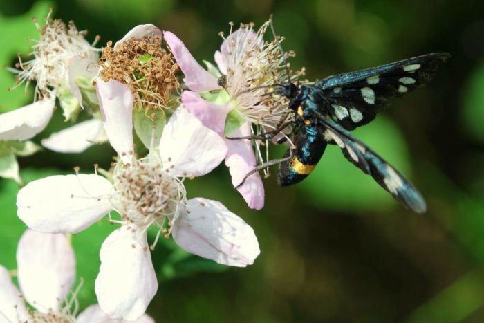 Ilustračný obrázok k článku FOTOGALÉRIA: Úchvatné zábery zlatomoravskej prírody očami čitateľa