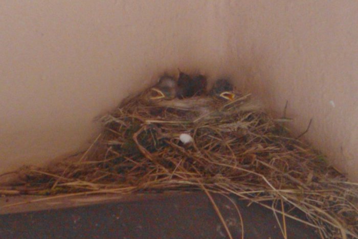 Ilustračný obrázok k článku Kúzelný výjav prírody: Čitateľke sa na terase vyliahli 4 roztomilé vtáčiky