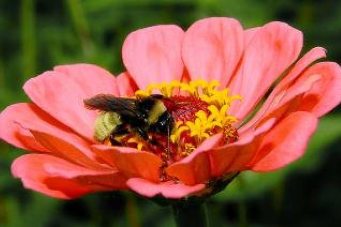 Ilustračný obrázok k článku Lipnicovité trávy kvitnú už druhýkrát: Alergici pod Urpínom to pocítia