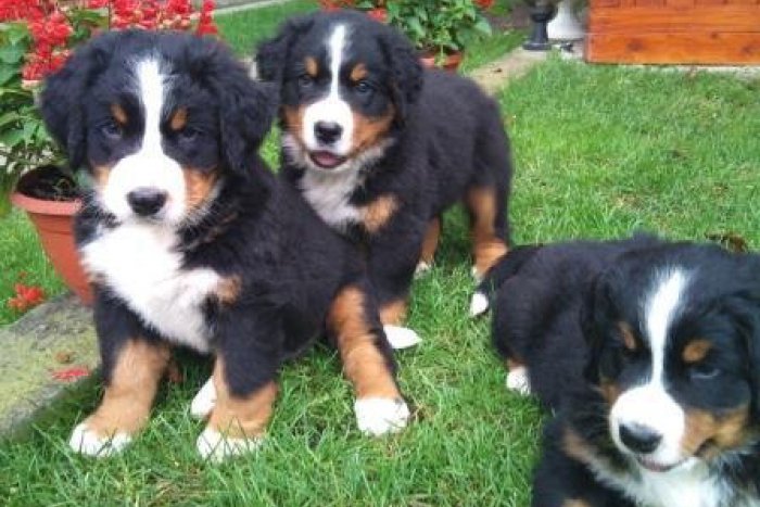 Ilustračný obrázok k článku Prešovčania ako psíčkari: V meste je vyše 3 000 psov, aké plemená sú v obľube?