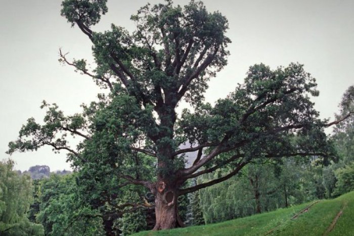 Ilustračný obrázok k článku Hlasujte za strom roka 2013: Medzi finalistami aj reprezentant z okresu Žiar