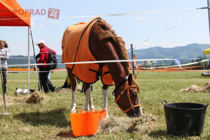 Ilustračný obrázok k článku Desivá noc ťažko zraneného jazdca (41): Začali ho hľadať, až keď sa kôň vrátil domov sám