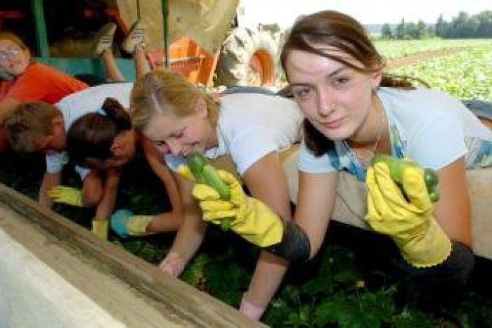 Ilustračný obrázok k článku Deň Sásovskej uhorky láka: Nenechajte si ujsť špeciality z obľúbenej zeleniny