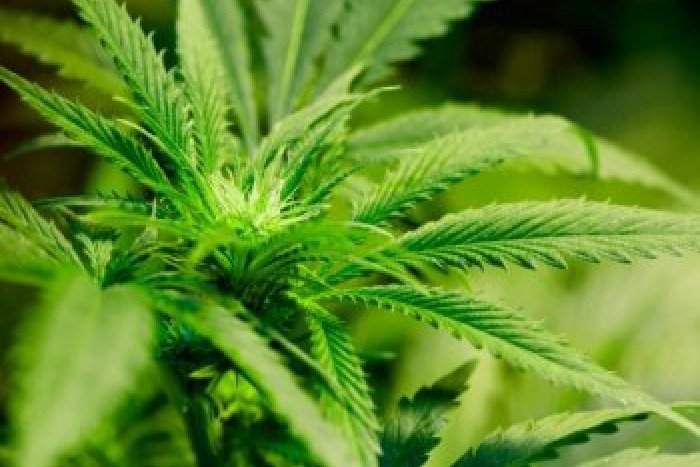 Ilustračný obrázok k článku Marihuana pestovaná v Žilinskej nemocnici: Páchateľ ju pestoval v kvetináčoch