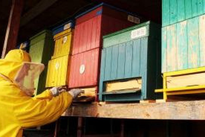 Ilustračný obrázok k článku Ostrieľaný včelár Ján Píš: Ku svojím včelám ide aj v trenírkach!