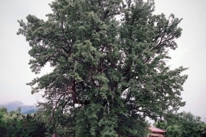 Ilustračný obrázok k článku Modelka z Liptova: Hruška z Liptovského Jána sa uchádza o titul Strom roka