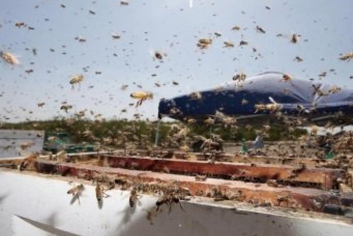 Ilustračný obrázok k článku Dramatický požiar 22 úľov: Na hasičov počas zásahu útočili včely!