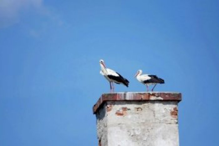 Ilustračný obrázok k článku Krásny príbeh z Mokrej Lúky: Sťahovanie bociana malo neuveriteľnú koncovku!