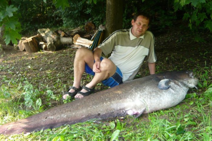 Ilustračný obrázok k článku Tohtoročný rekordér vylovený vo Zvolene: Sumec s váhou 80 kilogramov!