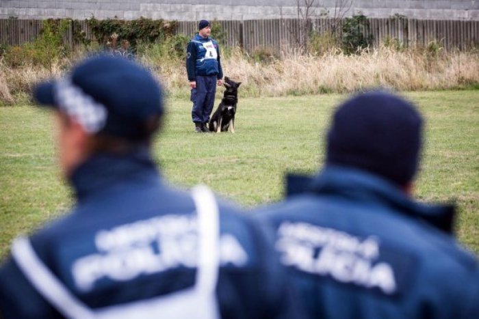 Ilustračný obrázok k článku Psy bezpečnostných zložiek si zmerali sily: TAKTO sa darilo zástupcom z Nitry