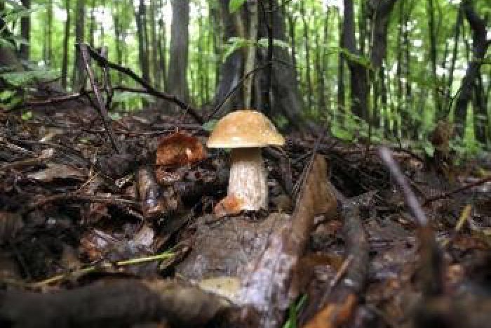 Ilustračný obrázok k článku Hubári s hlavami v smútku: Príroda na Gemeri tento rok štedrá veľmi nie je!