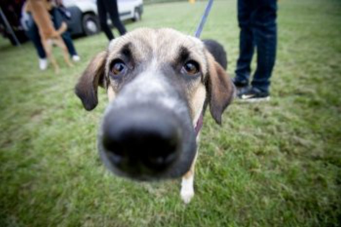 Ilustračný obrázok k článku Radnica pripomína nové pravidlá pre psičkárov. Za ich porušenie pokuta!