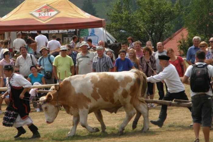 Ilustračný obrázok k článku Čo ponúka letný víkend v Brezne? Zažijeme preteky volských záprahov, čučoriedkový deň aj baranie hody