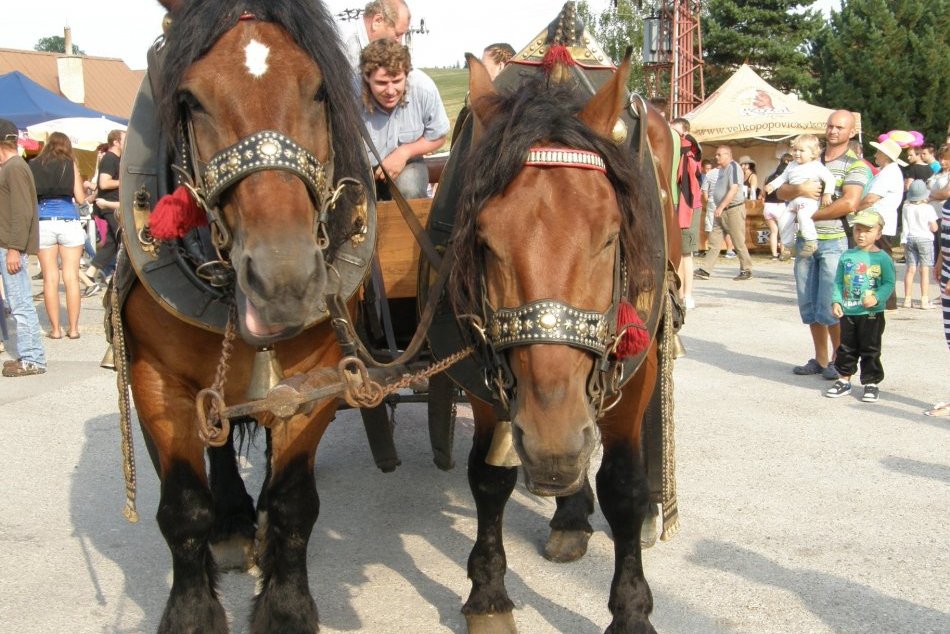 Ilustračný obrázok k článku Kam cez víkend? Pri Nitre sa budú konať tradičné Furmanské preteky