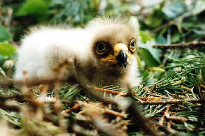 Ilustračný obrázok k článku V Tatrách pripravujú on-line sledovanie orla krikľavého: Lietať bude s vysielačkou na chrbte