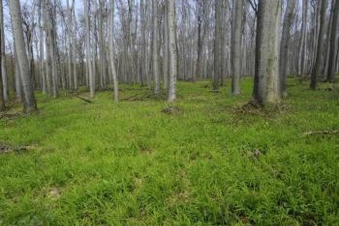 Ilustračný obrázok k článku Hrôza v lese: Násilník priviazal dievčatá k stromu a nútil k sexuálnym praktikám!