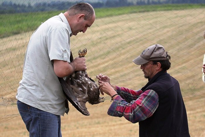 Ilustračný obrázok k článku Tatranský orol krikľavý dostal vysielačku. Do Afriky poletí pod dohľadom odborníkov i verejnosti