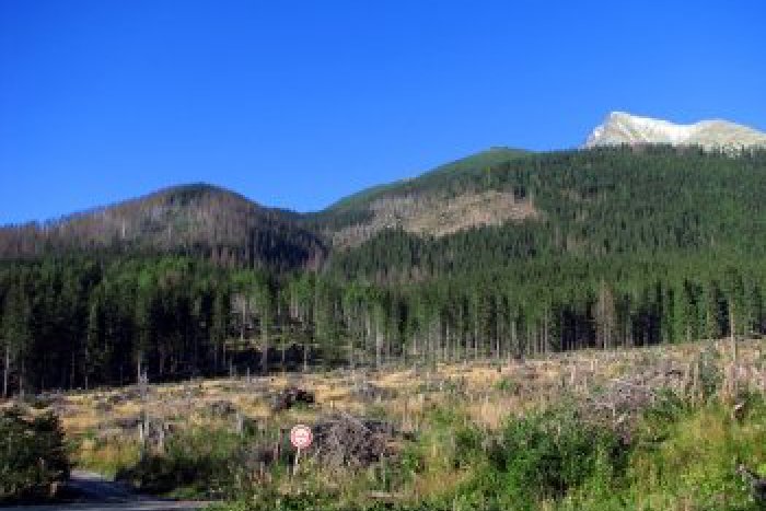 Ilustračný obrázok k článku Deväť rokov od kalamity: Vietor zničil 3 milióny stromov, tatranský les má dnes dve tváre