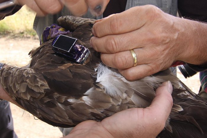 Ilustračný obrázok k článku Obavy o osud orla z Tatier: Arnold vletel do bojovej zóny v Sýrii