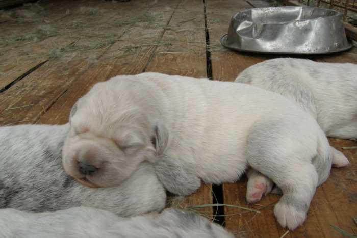 Ilustračný obrázok k článku Svojho chlpatého miláčika musíte začipovať. Inak vám hrozí pokuta až 370 eur!