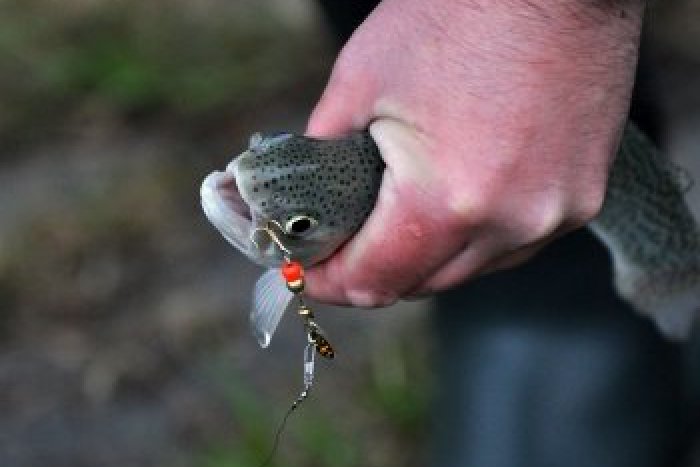 Ilustračný obrázok k článku Ulovenú rybu schovali v kufri auta... teraz im hrozia 2 roky za mrežami!
