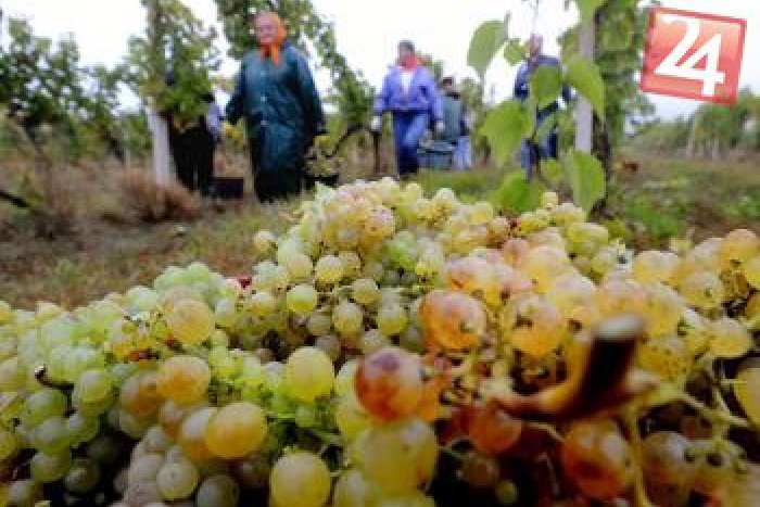 Ilustračný obrázok k článku Skvelá správa z Paríža: Vinári z Topoľčianok žali jeden úspech za druhým na top svetovej súťaži