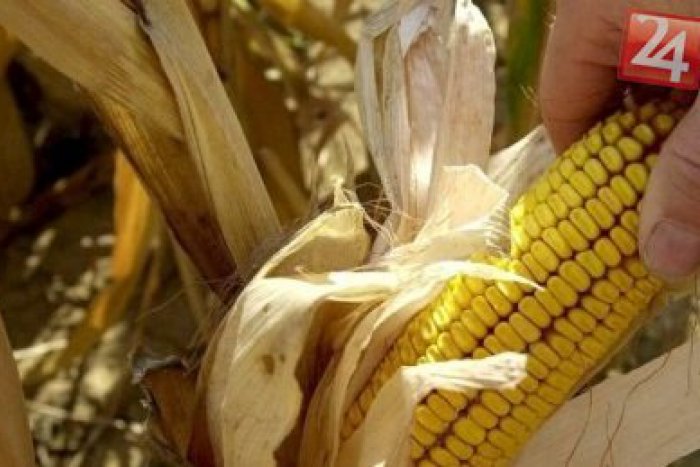 Ilustračný obrázok k článku Policajti obvinili ženu (66) z krádeže kukurice: Pozrite, koľko jej hrozí kvôli škode 10 eur!