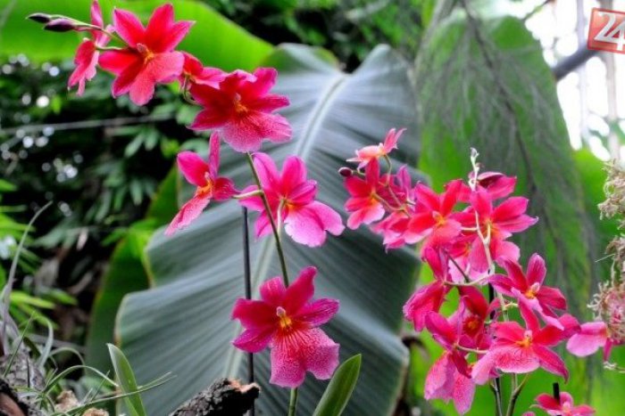 Ilustračný obrázok k článku Čaká nás posledný zo série koncertov v Botanickej záhrade