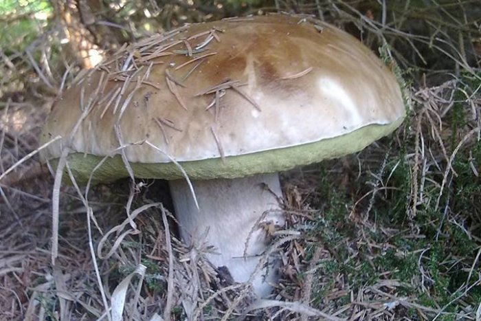 Ilustračný obrázok k článku Súťaž o najkrajšie huby: Pošlite nám svoje úlovky