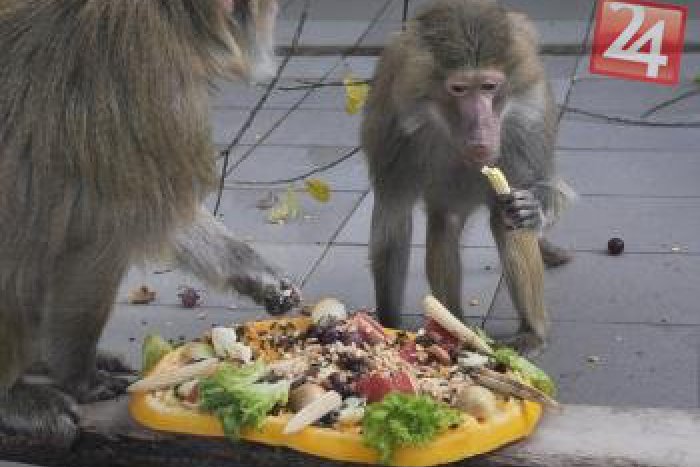 Ilustračný obrázok k článku V ZOO bolo plno: Miro Jaroš krstil makaka, medzi zvieratami sa pohybovali Pat a Mat