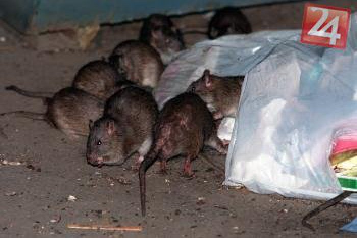 Ilustračný obrázok k článku Na území mesta prebehne deratizácia: Bystrica ide bojovať s potkanmi celoplošne!