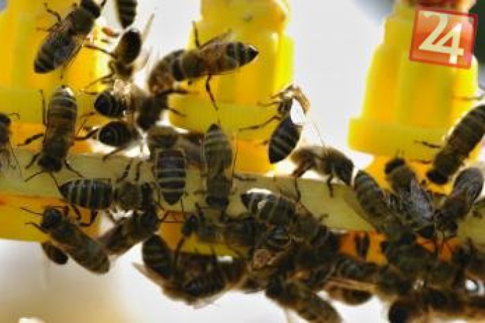 Ilustračný obrázok k článku Unikátna výstava v meste: TOTO o včelách možno neviete!