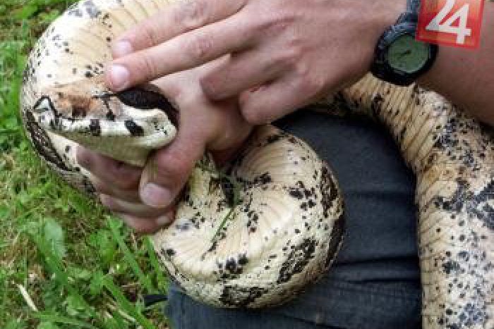 Ilustračný obrázok k článku Ondrej, ktorý doma narazil na veľhada: Zo šoku mu vypadol mobil z ruky!