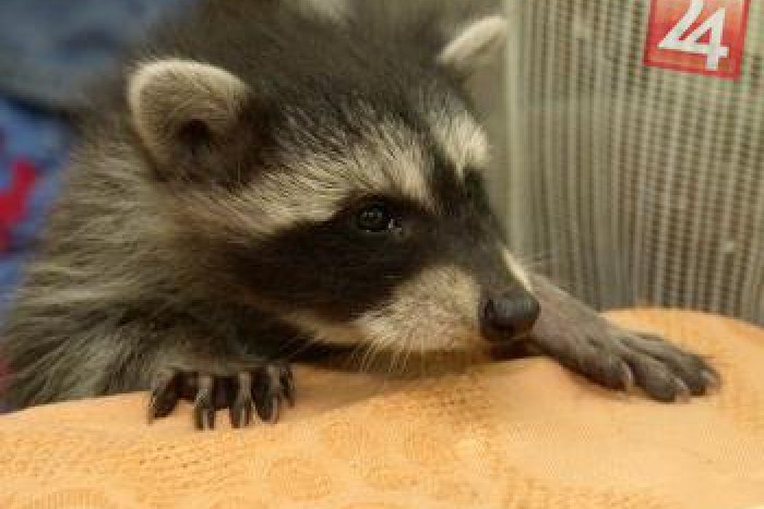 Ilustračný obrázok k článku Naozaj neobyčajné: Muránskou planinou sa túla medvedík čistotný!