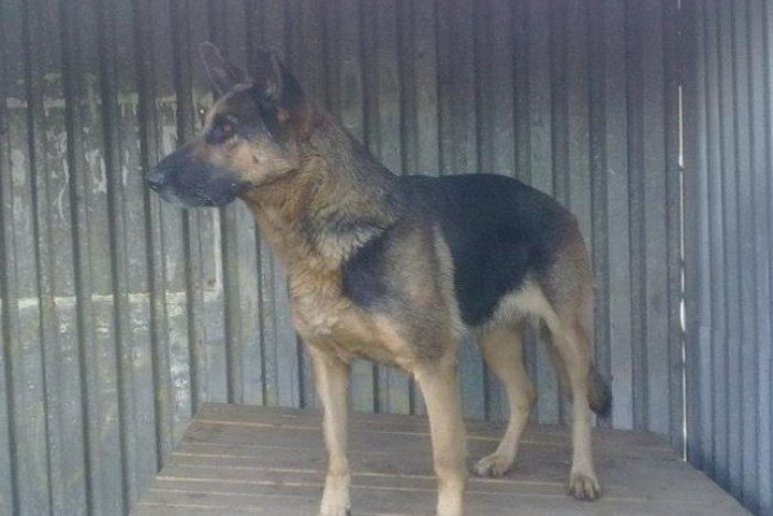 Ilustračný obrázok k článku Problém túlavých zvierat v meste: Ako a kde skončia po odchyte?