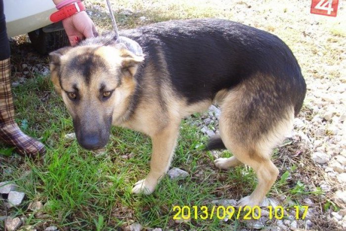 Ilustračný obrázok k článku FOTO: Tohto vlčiaka našli pobehovať po Rožňave. Pomôžte nájsť jeho majiteľa!