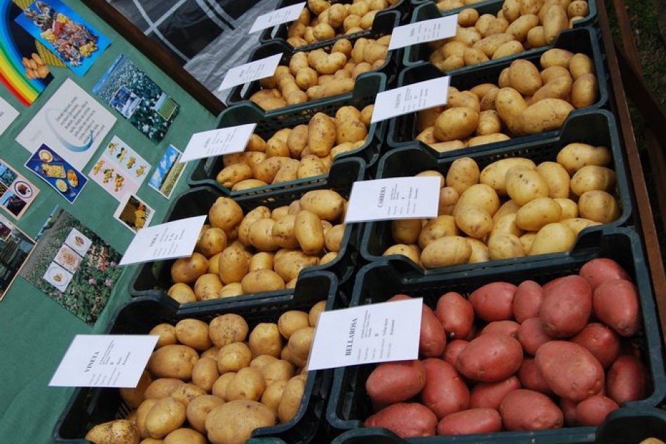 Ilustračný obrázok k článku Zemiaky sa pod Tatrami ujmú vlády: Spišská Belá opäť hostí zemiakarský jarmok