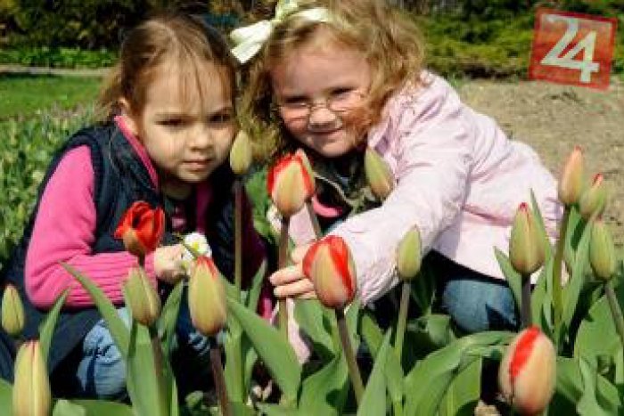 Ilustračný obrázok k článku Záhrada, ktorá poteší oči: Pri základnej škole vzniklo rozárium