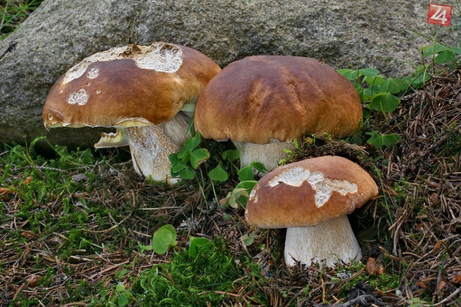 Ilustračný obrázok k článku Skúsení hubári prezradili super info: Kde v okolí Spišskej nájdete najlepšie lokality?