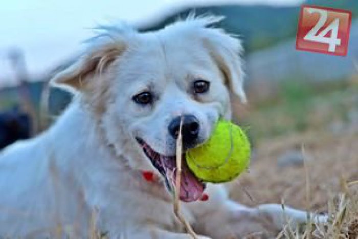 Ilustračný obrázok k článku Krematórium pre domácich miláčikov na Sliači: Kremačnú pec postavia v budove družstva