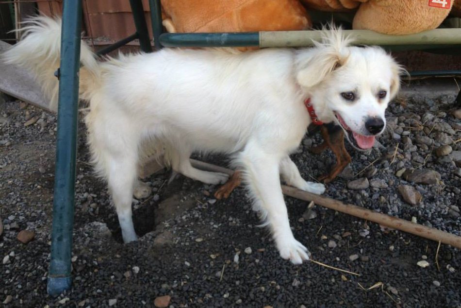 Ilustračný obrázok k článku Ďalší krok týkajúci sa situácie so psami v Poprade: Toto je čerstvá novinka z nášho mesta...