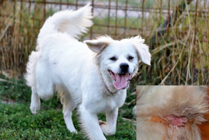 Ilustračný obrázok k článku Bendyho život na reťazi: Lano na krku sa psíkovi zarezalo až do mäsa!