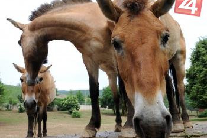 Ilustračný obrázok k článku Toto v košickej ZOO už len tak neuvidíte: Jazda na koňoch, krst žriebätka a medový strom!