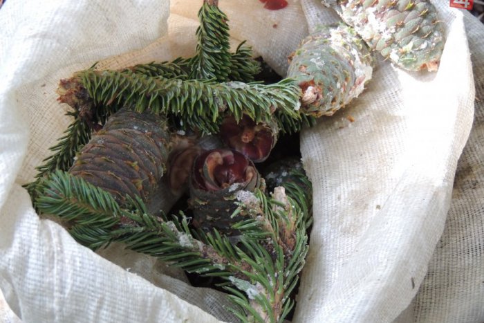 Ilustračný obrázok k článku Ako rýchlo rastie les? Zo semienka sadenica za päť rokov