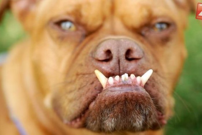 Ilustračný obrázok k článku Handlovčan venčil nebezpečného psa bez vodítka a náhubku: Ten dohrýzol staršieho muža!