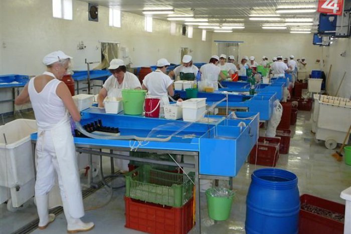 Ilustračný obrázok k článku Veľká investícia Mäspomy Zvolen: Rozšírenie výroby a aj vznik nových pracovných miest