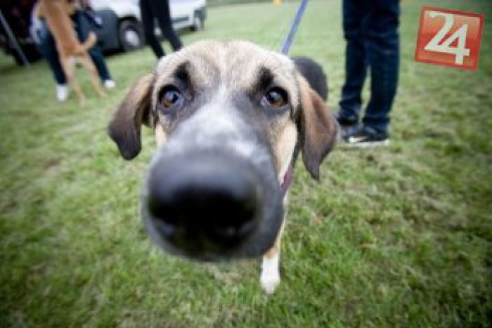 Ilustračný obrázok k článku Výstavu orieškov zrušili pre počasie: Kedy môžete psíky uvidieť?