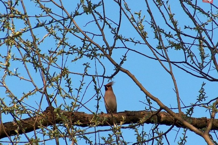 Ilustračný obrázok k článku V Prievidzi a okolí nám ubúda vtáctvo: Kto za tým stojí?