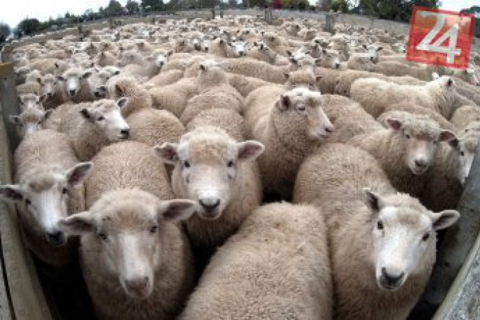 Ilustračný obrázok k článku V Toporci zhorel ovčín. Bolo v ňom viac ako päťsto oviec